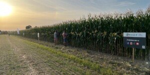 Jakie odmiany kukurydzy wybrać na sezon 2024?