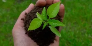 Produkcja rozsady papryki krok po kroku