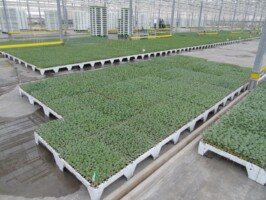Produkcja rozsady w&nbsp;multiplatach