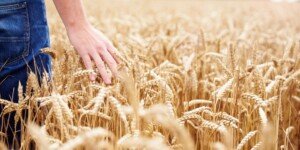 Spadek cen produktów rolnych. Ale jeden produkt wyraźnie podrożał