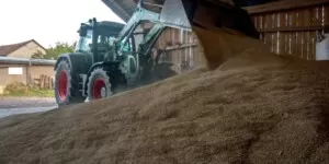 nadwyżka zbóż w Polsce