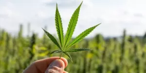 Marihuana, a&nbsp;nie zboże – rady ukraińskiego lobbysty dla polskich rolników