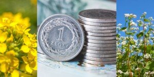 Jakie będą dopłaty do sprzedanego rzepaku i&nbsp;gryki?