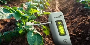 ENCERA w&nbsp;uprawie ziemniaków – jak zwiększyć plon?