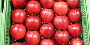 Ceny jabłek deserowych w&nbsp;kwietniu 2024