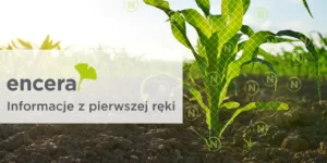 Innowacje w&nbsp;rolnictwie: ENCERA – przyszłość zwiększania plonów w&nbsp;Polsce