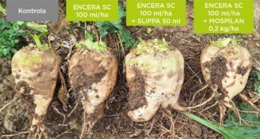 encera w&nbsp;buraku cukrowym