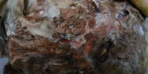 Fuzarioza kapusty – jak nie przeoczyć problemu?