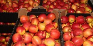 Marcowy eksport polskich jabłek 2024