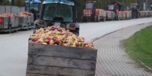 Ceny skupu jabłek przemysłowych