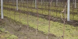 Geneva — nowe podkładki dla jabłoni