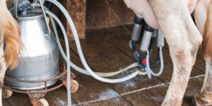 Perspektywiczne ceny mleka — w najbliższych miesiącach