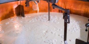 Przeciętna cena skupu mleka w Polsce w najbliższych miesiącach