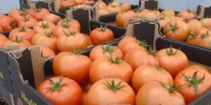 Krajowe pomidory o czerwonych owocach są już w sprzedaży