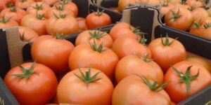 Spadek cen warzyw na krajowym rynku. Z jednym wyjątkiem