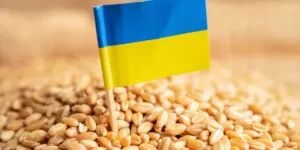 Ukraińskie zboże najtańsze w kwietniu 2024