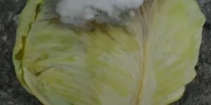 Zgnilizna twardzikowa kapusty – rozpoznanie i&nbsp;działanie