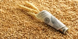 Aktualne ceny eksportowe zbóż