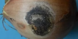 Zwalczanie antraknozy cebuli