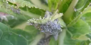 Mszyce na wczesnych kalafiorach i&nbsp;brokułach
