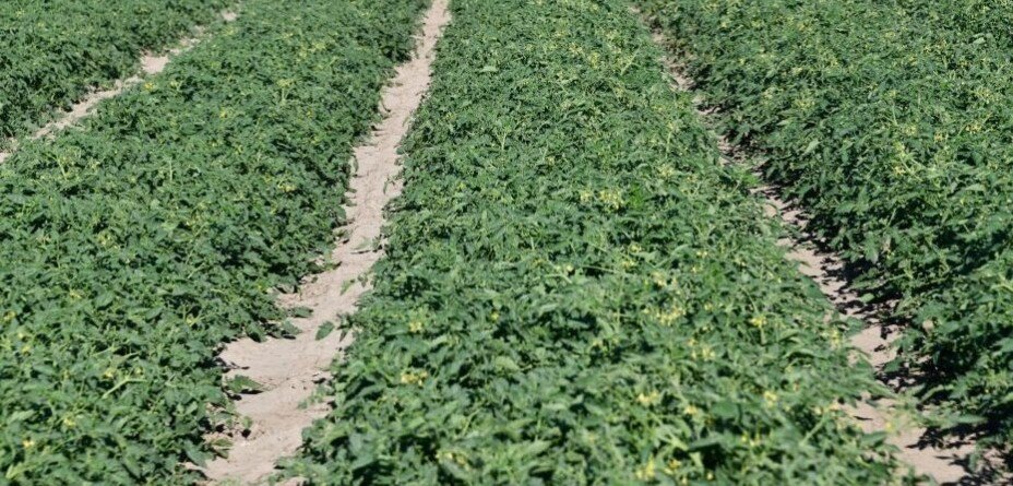 Nawożenie organiczne pomidora – co trzeba wiedzieć?