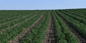 Nawożenie mineralne pomidora – praktyczne wskazówki