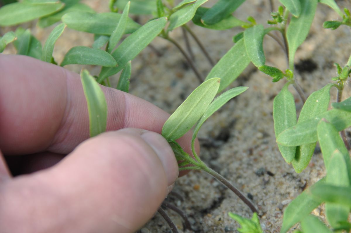 Nawożenie mineralne pomidora