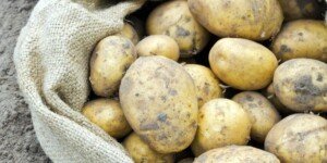 Jakie są aktualne ceny ziemniaków w maju 2024?