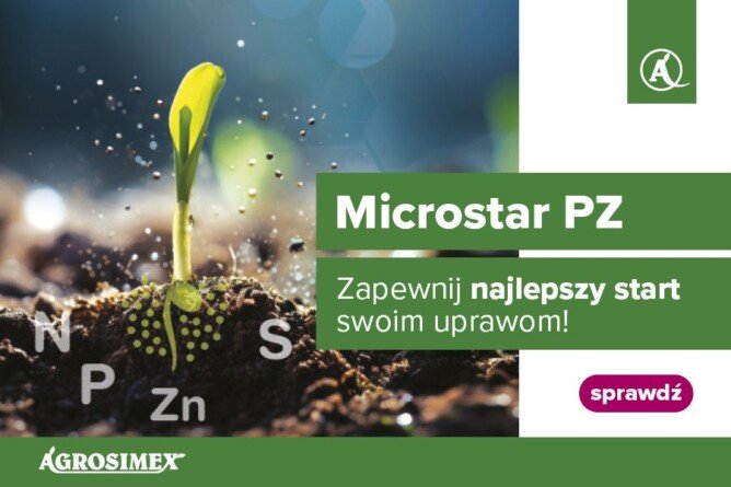startowe nawożenie kukurydzy
