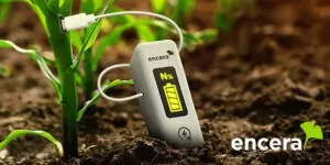 ENCERA WG w kukurydzy na ziarno