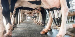 Najnowsze ceny mleka