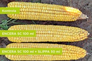 encera w uprawie kukurydzy
