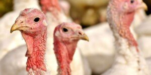 Ceny drobiu i&nbsp;jaj — maj 2024