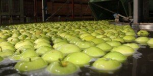 Eksport jabłek w kwietniu — ilości i kierunki