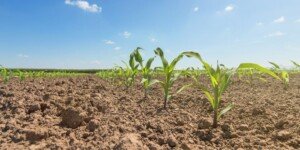 Powschodowe zwalczanie chwastów w&nbsp;kukurydzy