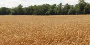 zysk netto z hektara pszenicy 2024