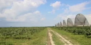 Sezon na polską borówkę wkrótce się rozpocznie