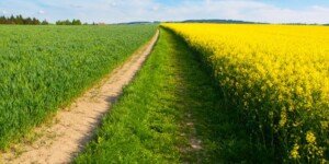 Drożeją zboża i&nbsp;rzepak (22.05.2024)