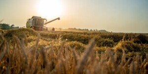 Jakie będą plony zbóż 2024 w&nbsp;UE