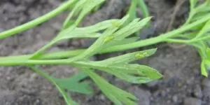 Mszyce w&nbsp;marchwi na wiosnę – jak je zwalczyć?