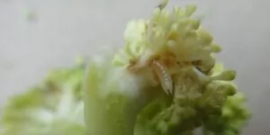 Śmietka kapuściana na kalafiorze i&nbsp;brokule