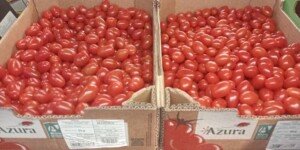 Pomidory z Maroka zalewają rynek