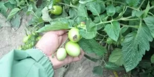 Sucha zgnilizna wierzchołkowa pomidora – jak zwalczać?