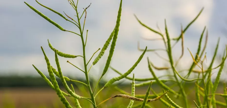 Jakie są aktualne ceny unijnego rzepaku?
