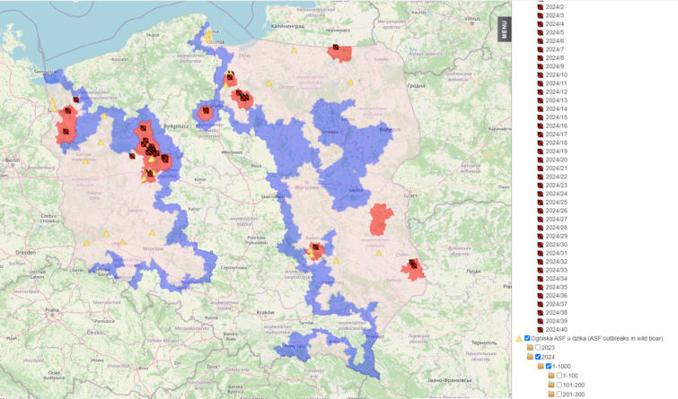 ASF u&nbsp;świń hodowlanych
