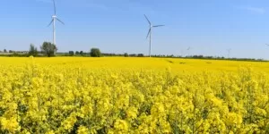 Wysoko plonująca odmiana rzepaku liniowego
