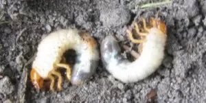 Pędraki – jak się ich pozbyć z&nbsp;plantacji warzyw?