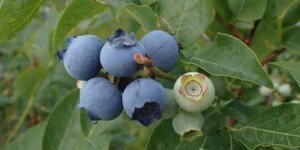 Cena borówki amerykańskiej 2024 we wrześniu