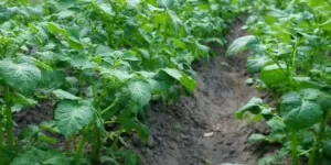 Jak zwalczyć nicienie na plantacji ziemniaków?