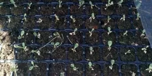 Czynniki nieinfekcyjne a&nbsp;zaburzenia fizjologiczne kapusty